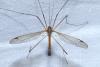 Tipula flavolineata
